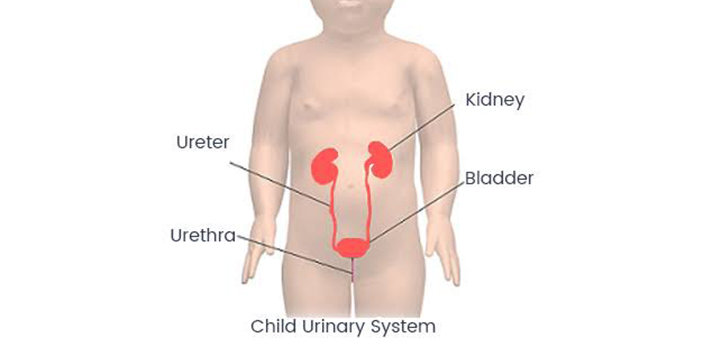 Paediatric Urology Paediatric Urology